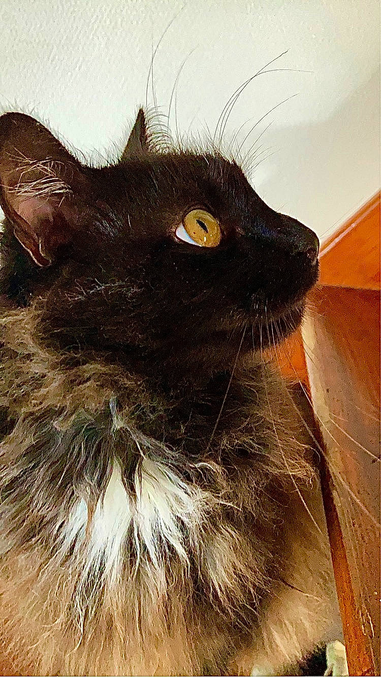 Harry a rejoint le concours — aidez-le/la à gagner de superbes lots ! black_cat, carnivore, cat, domestic_short_haired_cat, felidae, fur, maine_coon, small_to_medium_sized_cats, snout, terrestrial_animal, tints_and_shades, whiskers, window