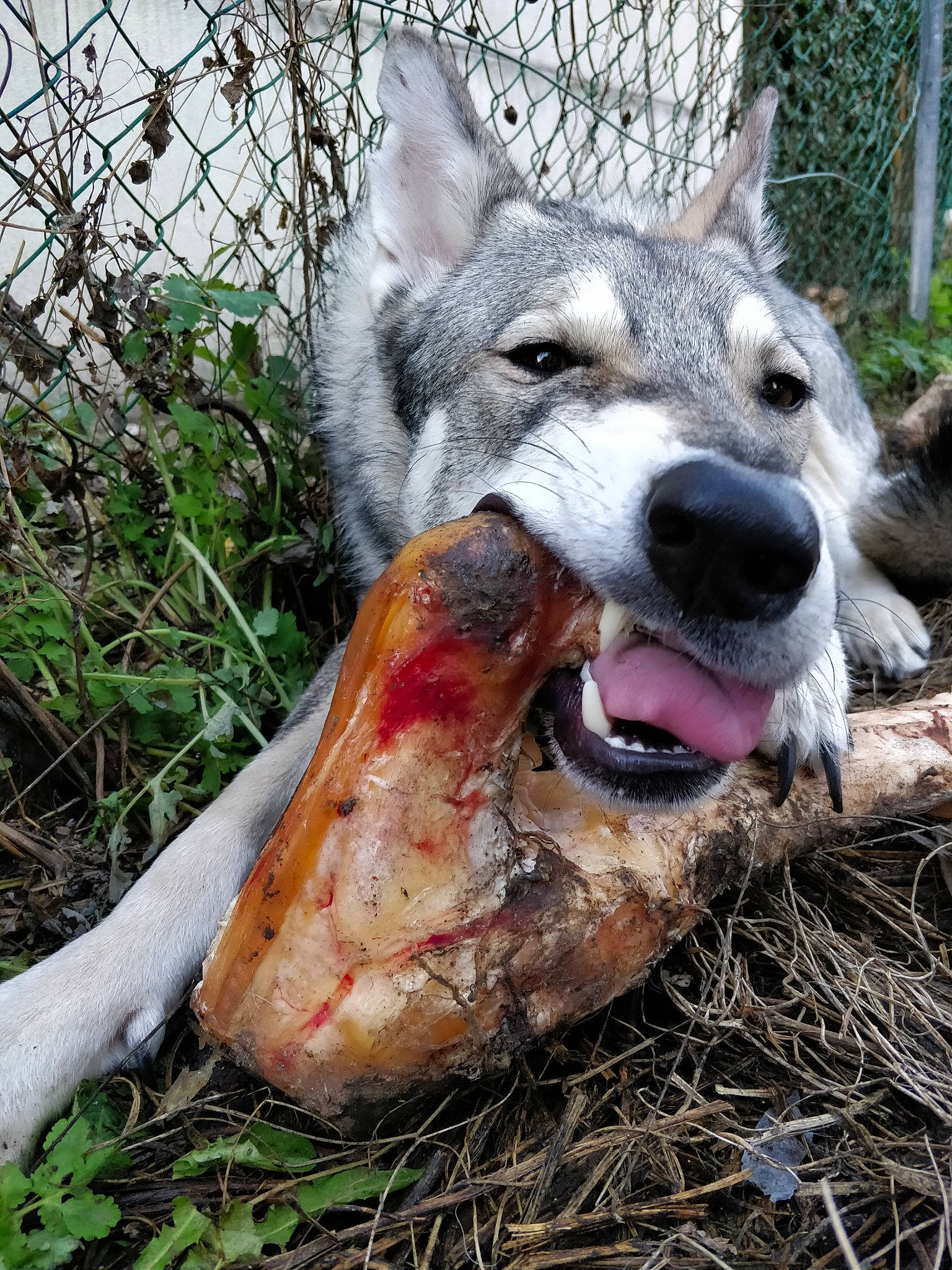 Navy participe au concours pour gagner de l'argent avec cette photo : canidae, canis, carnivore, dog, dog_breed, east_european_shepherd, fang, fawn, fence, fur, grass, plant, snout, soil, sporting_group, terrestrial_animal, wire_fencing, wolf, working_animal, working_dog