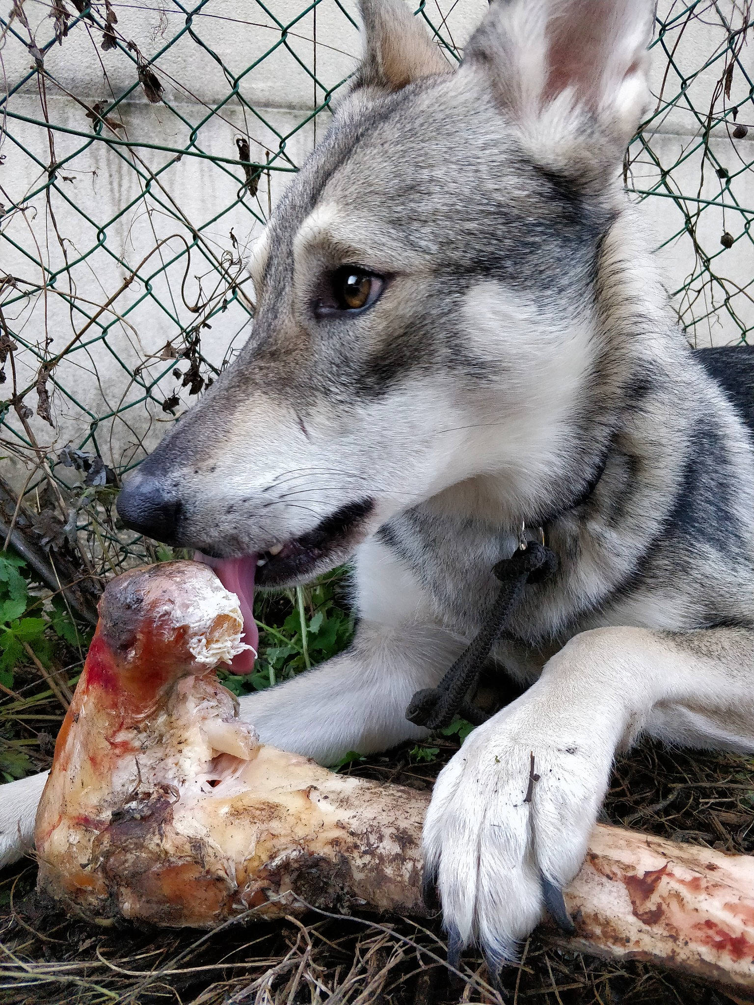 Navy participe au concours pour gagner de l'argent avec cette photo : canidae, canis, canis_lupus_tundrarum, carnivore, chain_link_fencing, dog, dog_breed, fence, fur, grass, mesh, plant, sporting_group, terrestrial_animal, vertebrate, whiskers, wire_fencing, wolf, working_animal, working_dog