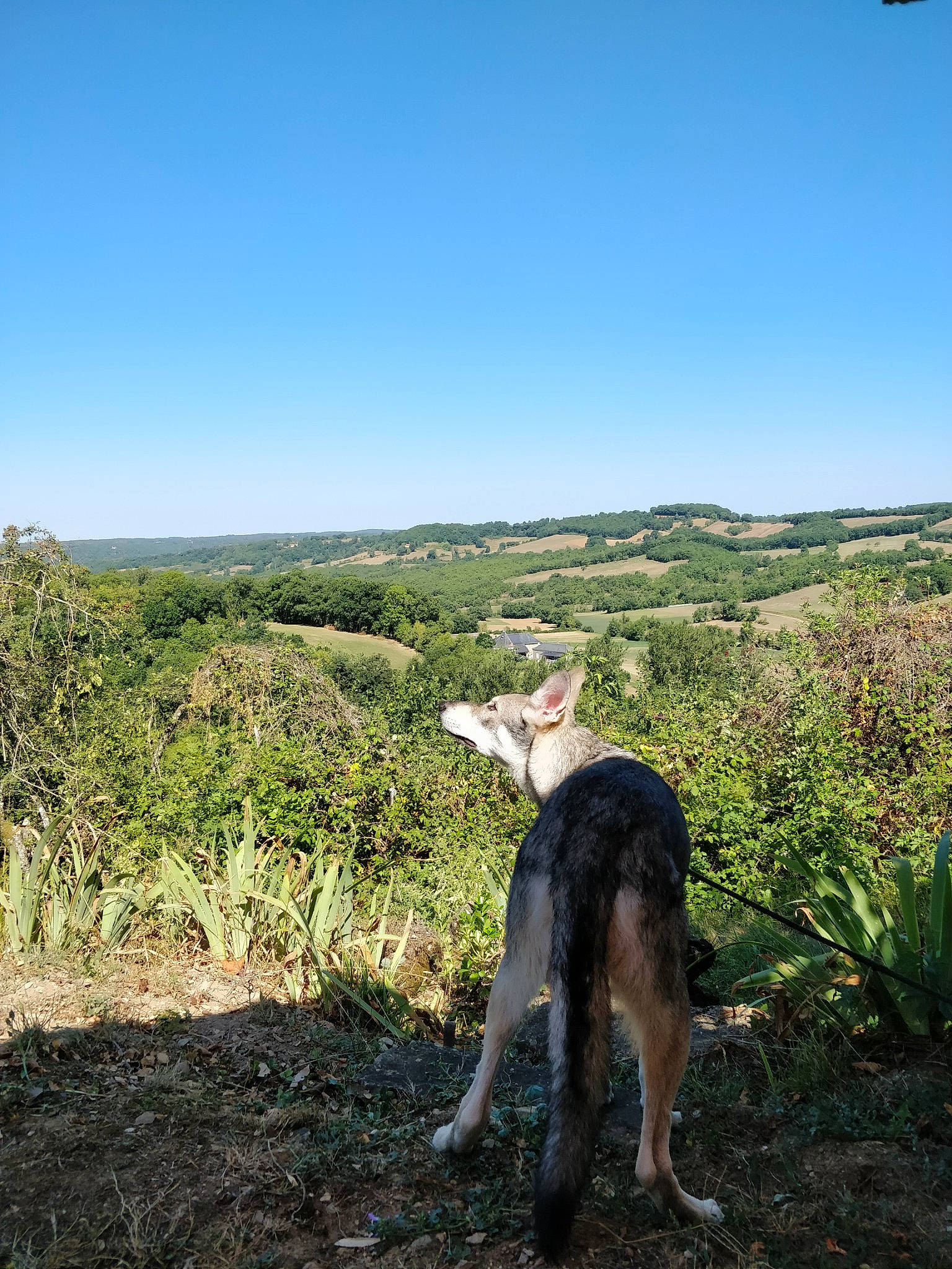 Navy participe au concours pour gagner de l'argent avec cette photo : carnivore, companion_dog, dog, dog_breed, ecoregion, fawn, grass, grassland, landscape, natural_landscape, pasture, plant, plant_community, prairie, shrub, sky, soil, sporting_group, tail, working_animal