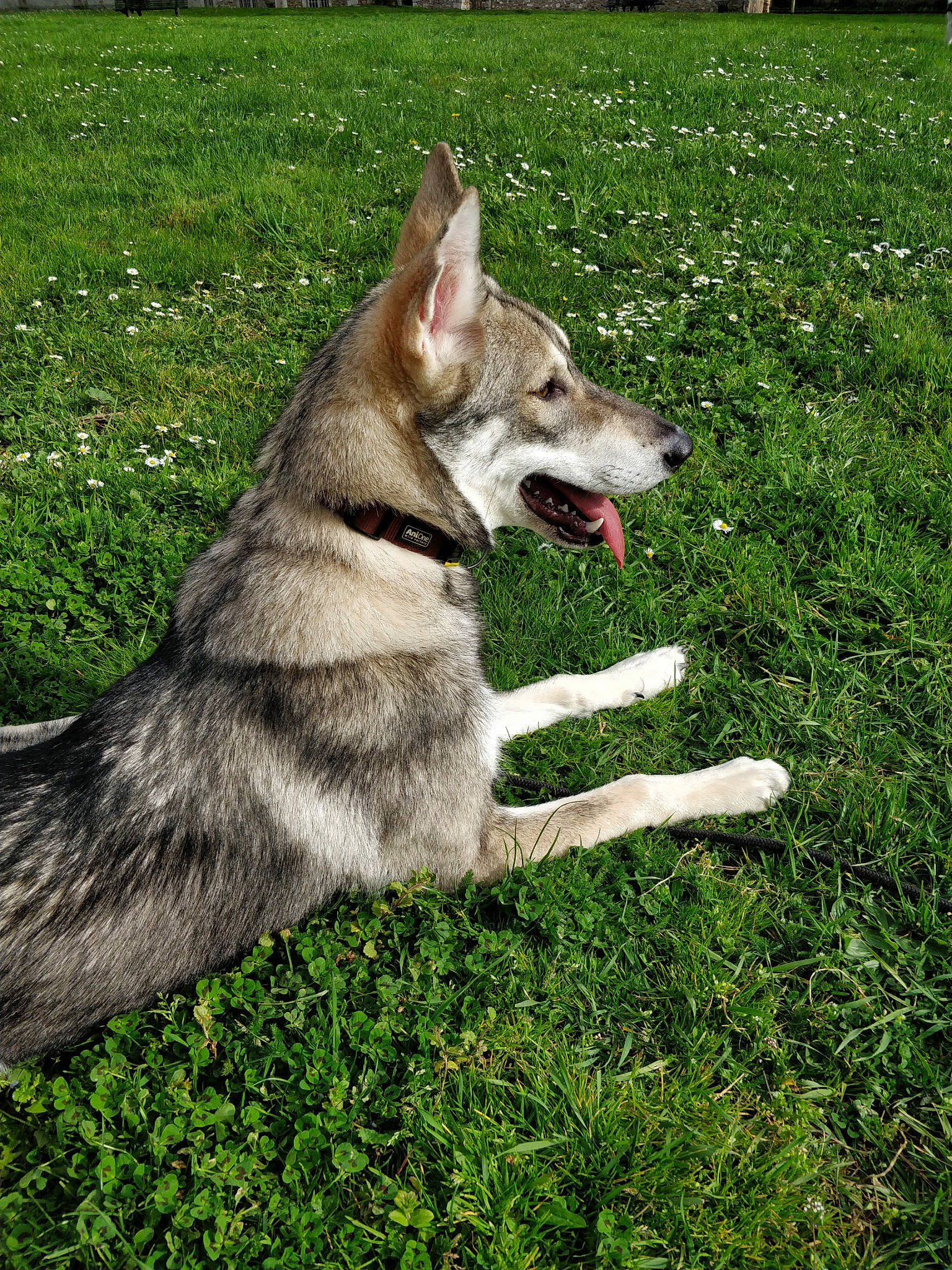 Navy participe au concours pour gagner de l'argent avec cette photo : canidae, canis, carnivore, collar, dog, dog_breed, foot, grass, groundcover, pet_supply, plant, sled_dog, snout, sporting_group, sulimov_dog, tail, terrestrial_animal, wolf, working_animal, working_dog