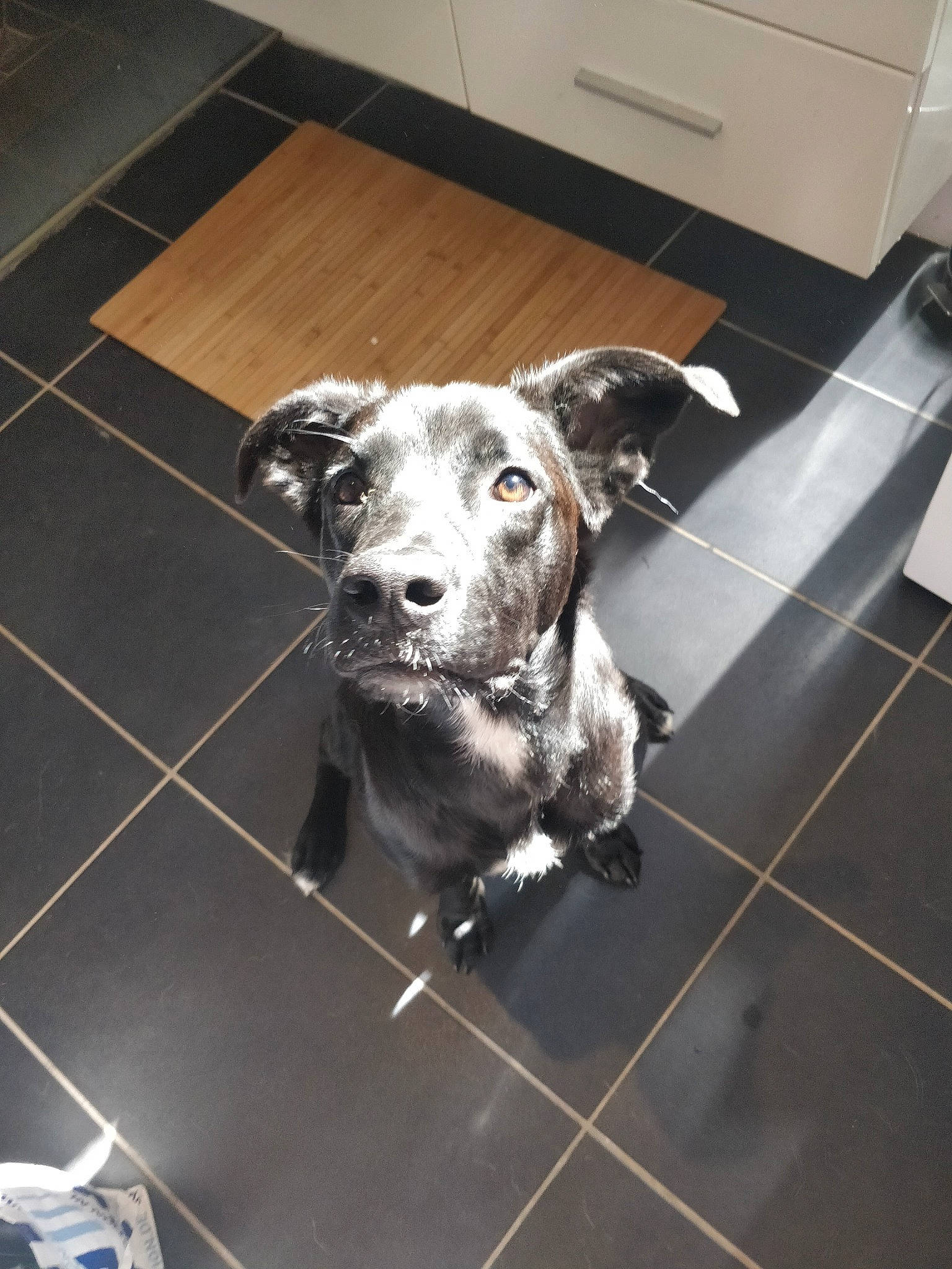 Whisky participe au concours pour gagner de l'argent avec cette photo : borador, cabinetry, carnivore, companion_dog, dog, dog_breed, dog_collar, fawn, floor, flooring, grey, guard_dog, hardwood, snout, street_dog, terrestrial_animal, tile_flooring, whiskers, working_animal, working_dog