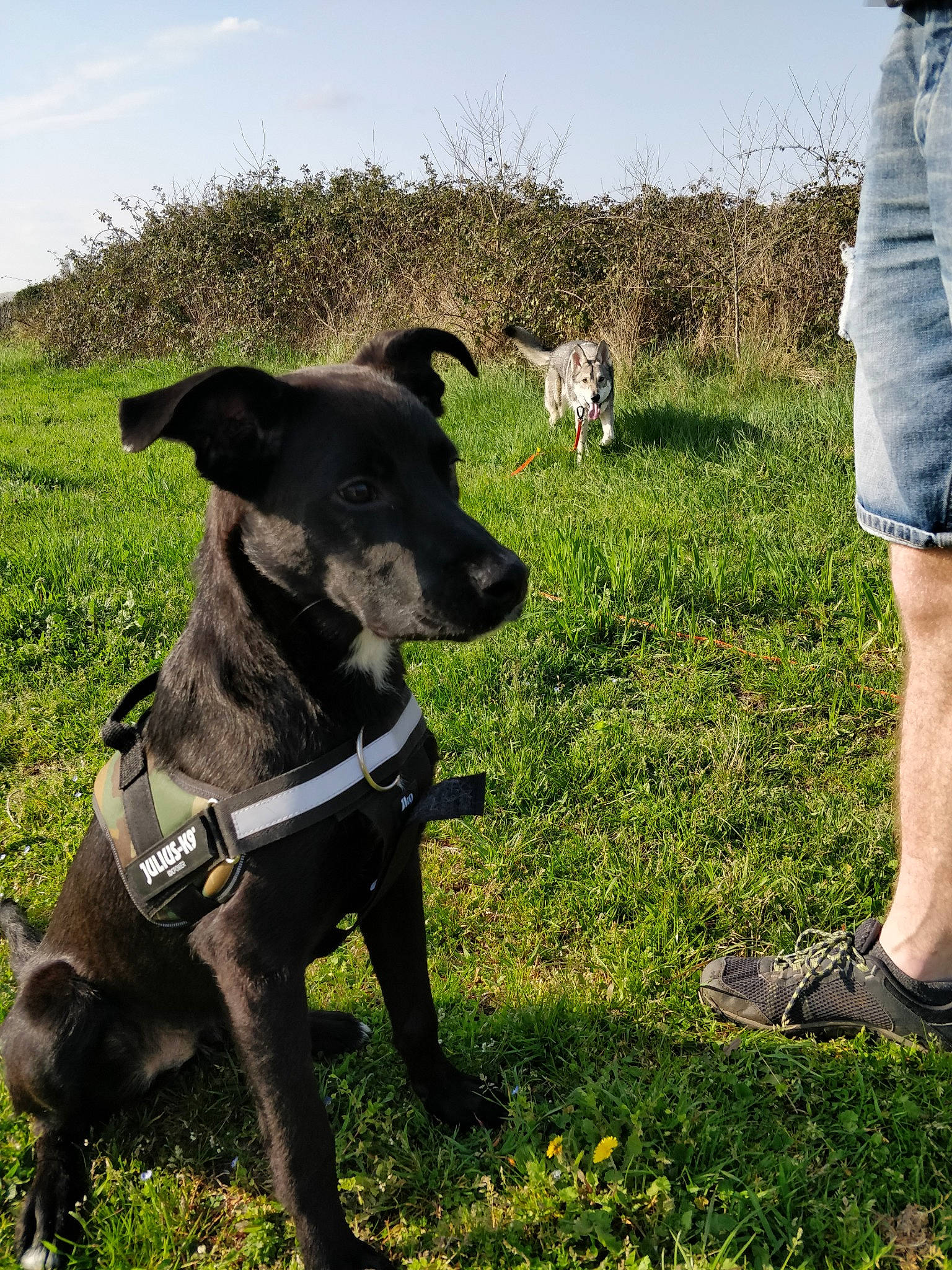 Whisky a rejoint le concours — aidez-le/la à gagner de superbes lots ! carnivore, cloud, collar, companion_dog, dog, dog_breed, dog_collar, fawn, gesture, grass, leash, mammal, plant, recreation, shorts, sky, snout, t_shirt, vertebrate, working_animal