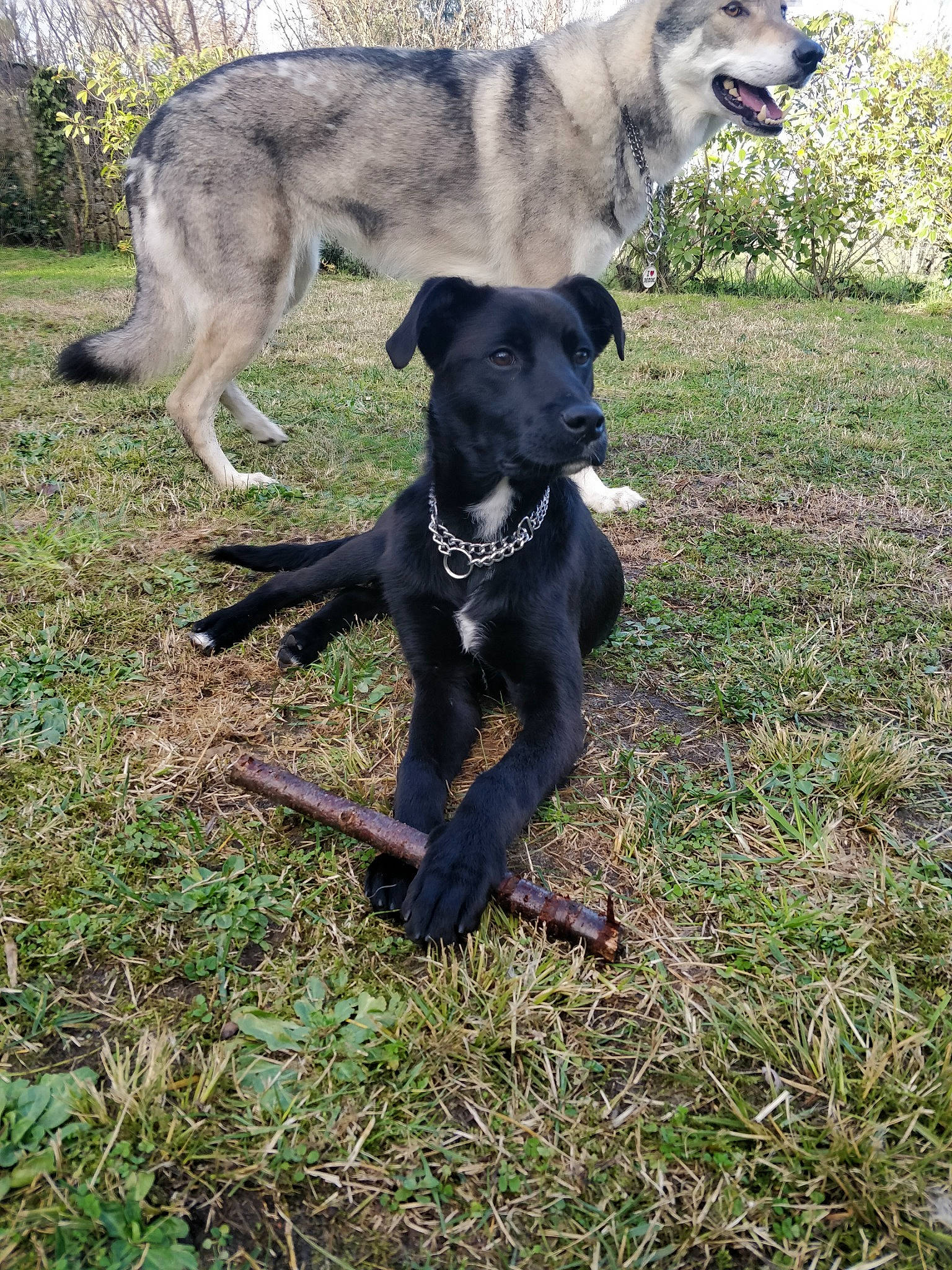 Whisky participe au concours pour gagner de l'argent avec cette photo : borador, canidae, carnivore, collar, companion_dog, dog, dog_breed, dog_collar, dog_supply, fawn, grass, guard_dog, plant, recreation, sporting_group, tail, terrestrial_animal, tree, working_animal, working_dog