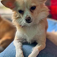 Harley Quinn joined the competition — help win amazing prizes! dog, small_dog, light_fur, ears, pet, lap, blue_jeans, fur, animal, indoors, close_up, paw, relaxed, companion, cute, domestic_animal, portrait, canine, resting, blurred_background