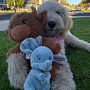 Della is registered to the contest to win money with this photo: dog, plush_toy, stuffed_animal, grass, outdoor, suburban, tree, blue_sky, sidewalk, street, house, daytime, cute, animal, pet, relaxing, toy, fluffy, dog_hugging_toys, nature