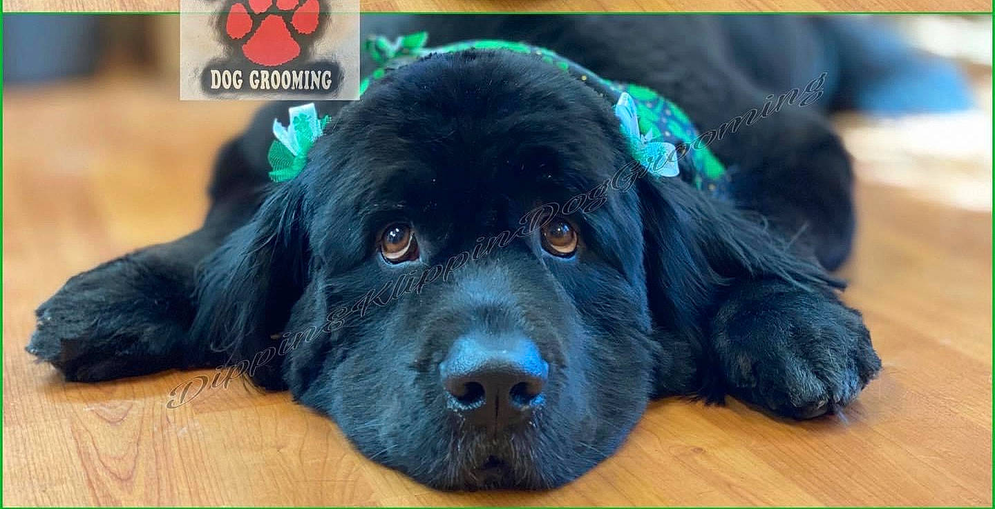 Rosie is registered to the contest to win money with this photo: automotive_tire, ball, borador, canidae, carnivore, circle, companion_dog, dog, dog_breed, dog_supply, electric_blue, fur, grass, liver, plant, snout, sporting_group, toy_dog, whiskers, working_animal