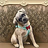 puppy, dog, pet, cute, harness, red_bow, sitting, brown_surface, floral_wallpaper, head_tilt, indoor, adorable, young_dog, small_dog, curious, furry, animal, portrait, mammal, companion