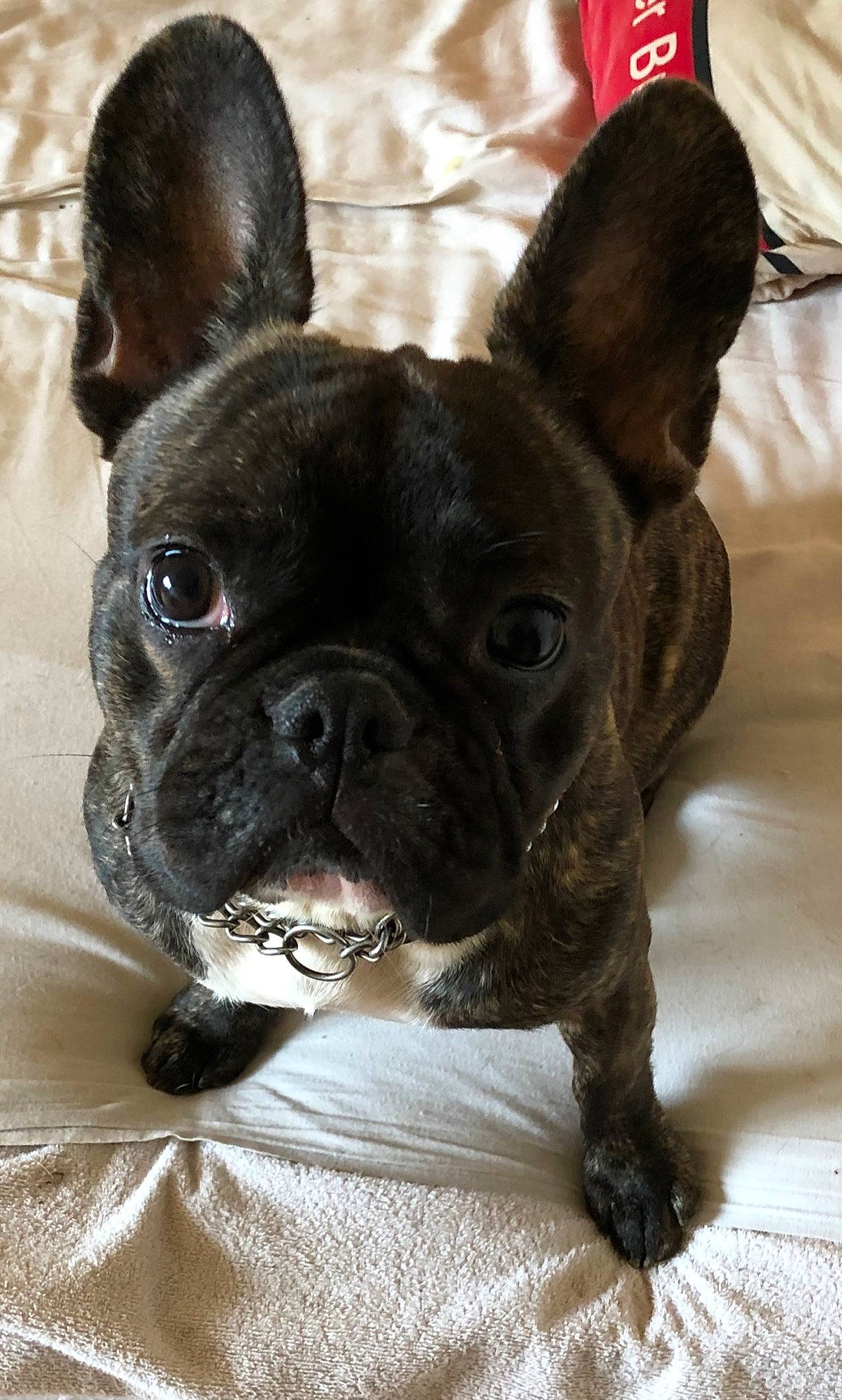 Calypso a rejoint le concours — aidez-le/la à gagner de superbes lots ! bulldog, canidae, carnivore, comfort, companion_dog, dog, dog_breed, dog_collar, ear, fawn, french_bulldog, non_sporting_group, snout, sporting_group, terrestrial_animal, toy_dog, whiskers, working_animal, wrinkle