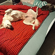 Hades a rejoint le concours — aidez-le/la à gagner de superbes lots ! dog, cat, bed, blanket, red_stripes, pillow, furniture, indoor, pet, relaxed, sleeping, tabby_cat, white_dog, cozy, bedroom, resting, domestic_animal, animal, companion, floor