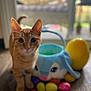 Leo is registered to the contest to win money with this photo: cat, orange_tabby, pet, easter_basket, plastic_eggs, indoor, window, bokeh_background, shallow_depth_of_field, curious, whiskers, closeup, portrait, floor, hardwood_floor, toy, colorful, yellow_egg, blue_basket, looking_at_camera