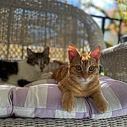 Leo joined the competition — help win amazing prizes! cat, cats, orange_tabby, tabby, wicker_chair, cushion, pillow, sunlight, porch, outdoor, pet, whiskers, relaxed, cute, two_cats, blurred_background, bokeh, domestic_cat, resting, close_up