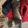 animal, bed, blanket, cat, cozy, cute, furry, gray_and_white, indoors, kitten, lying_down, paws, pet, portrait, quilt, red_blanket, relaxed, sleeping, tail, warm_lighting