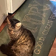 Maximus is registered to the contest to win money with this photo: cat, tabby, feline, pet, animal, indoor, mat, kitchen, floor, fur, whiskers, ears, tail, domestic, resting, cozy, appliance, wooden_floor, curled_up, sleepy