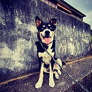 Simba participe au concours pour gagner de l'argent avec cette photo : dog, canine, pet, blue_eyes, leash, concrete, wall, outdoor, sidewalk, sitting, tongue_out, black_and_tan, happy, animal, fur, ears, snout, muzzle, building, sky