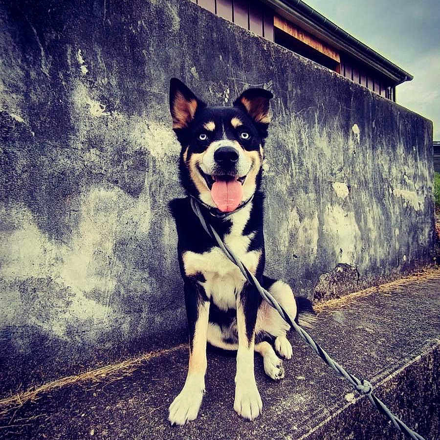 Simba participe au concours pour gagner de l'argent avec cette photo : dog, canine, pet, blue_eyes, leash, concrete, wall, outdoor, sidewalk, sitting, tongue_out, black_and_tan, happy, animal, fur, ears, snout, muzzle, building, sky