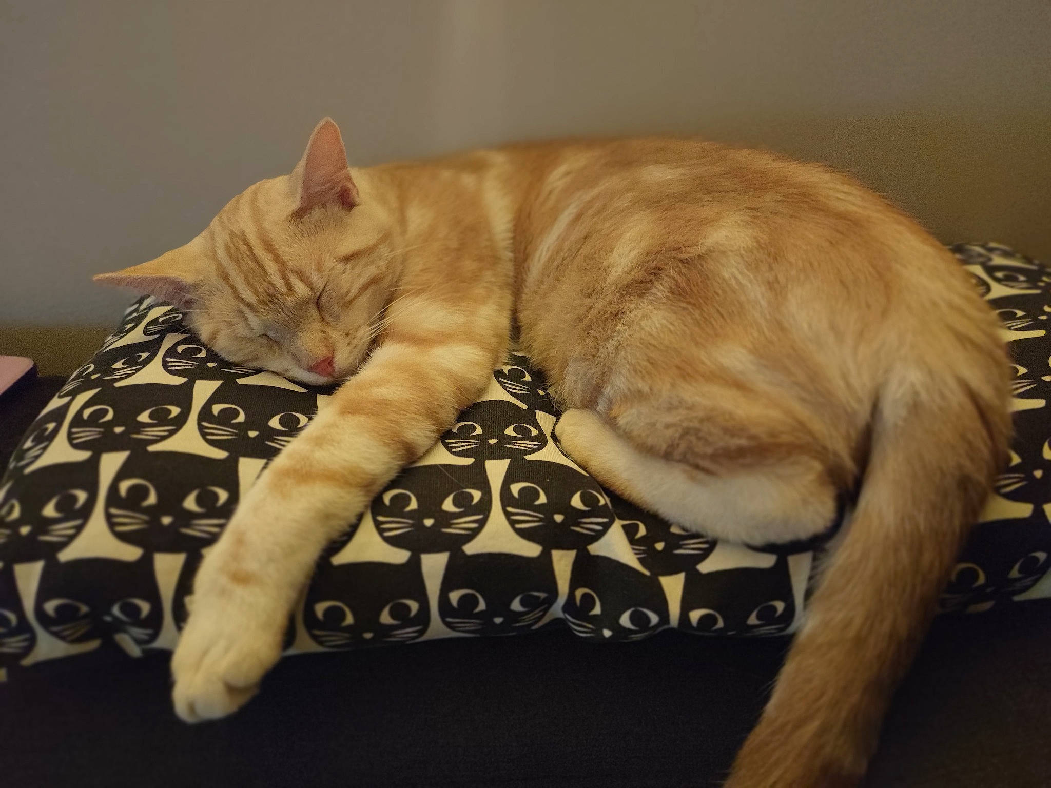 Milo participe au concours pour gagner de l'argent avec cette photo : carnivore, cat, cat_supply, claw, comfort, domestic_short_haired_cat, fawn, felidae, fur, linens, nap, pattern, paw, pet_supply, small_to_medium_sized_cats, snout, tail, terrestrial_animal, whiskers, wood