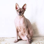 Ciaro is registered to the contest to win money with this photo: alert, animal, cat, close_up, curious, cute, domestic_cat, feline, green_eyes, hairless_cat, indoor, looking_at_camera, mammal, pet, portrait, sitting, soft_light, sphynx_cat, white_background, wrinkled_skin
