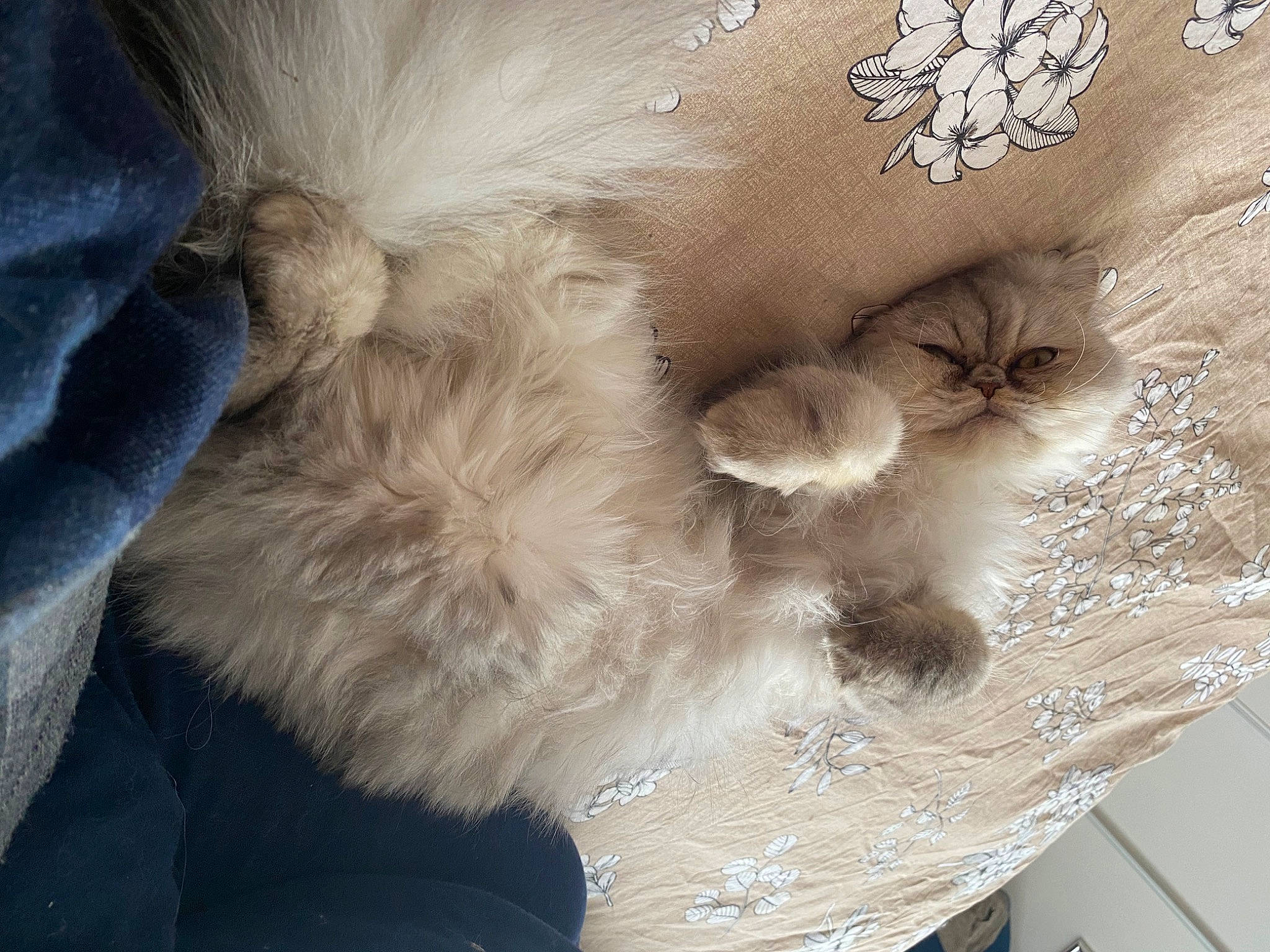 Swiffer Du Cristal Dor a rejoint le concours — aidez-le/la à gagner de superbes lots ! carnivore, cat, claw, companion_dog, dog_breed, fashion_accessory, fawn, felidae, fur, mammal, pattern, paw, small_to_medium_sized_cats, sporting_group, tail, whiskers, wool