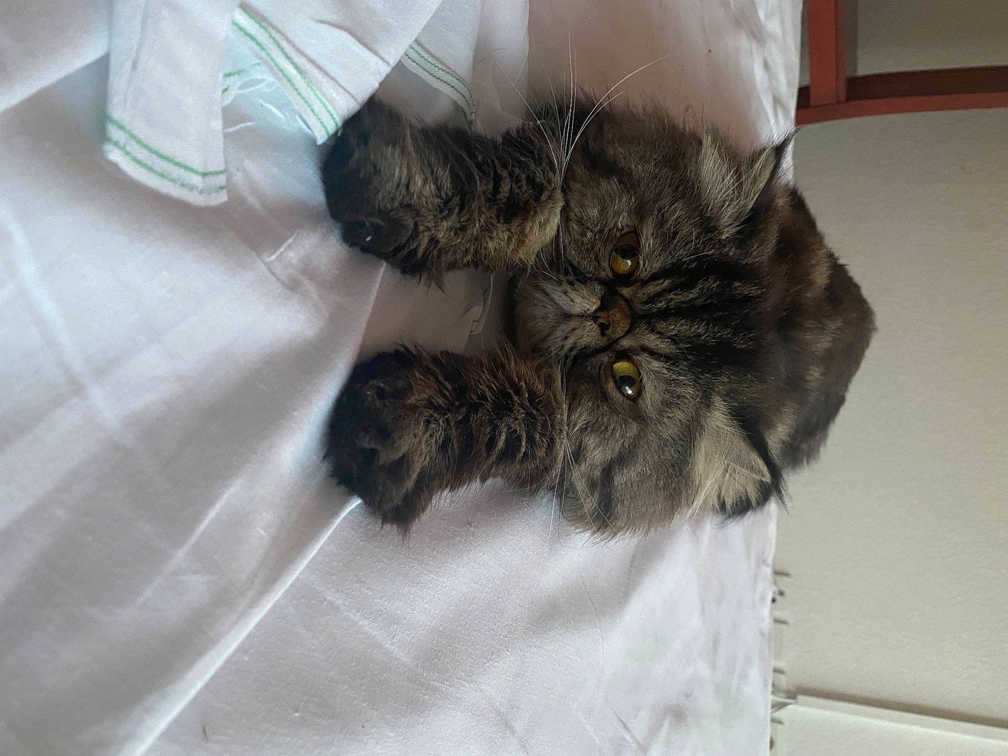 Poutchi Des Amour Divines