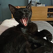 Salem participe au concours pour gagner de l'argent avec cette photo : black_cat, cat, yawning, pet, animal, indoor, bed, feline, cute, relaxed, fur, whiskers, paw, living_room, furniture, television, wooden_cabinet, cozy, domestic, resting