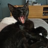 black_cat, cat, yawning, pet, animal, indoor, bed, feline, cute, relaxed, fur, whiskers, paw, living_room, furniture, television, wooden_cabinet, cozy, domestic, resting