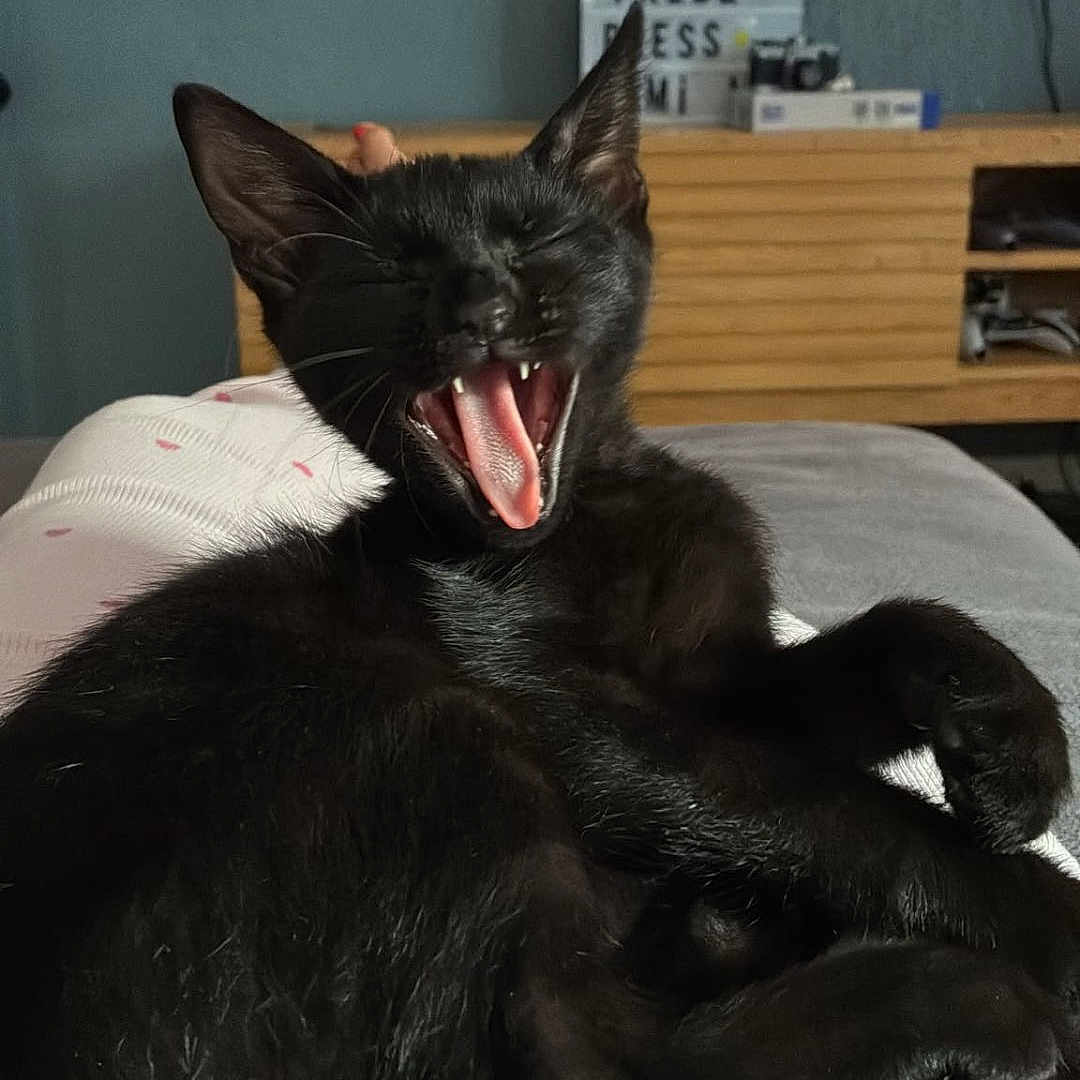 Salem