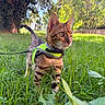 Brooky participe au concours pour gagner de l'argent avec cette photo : cat, tabby, animal, pet, outdoors, garden, grass, nature, harness, leash, standing, portrait, close_up, whiskers, ears, eyes, fur, sunlight, bokeh, backyard