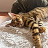 cat, bengal_cat, pet, feline, spotted, striped, brown, orange, green_eyes, whiskers, ears, paws, lying_down, relaxed, sleepy, fluffy_blanket, couch, indoor, close_up, portrait