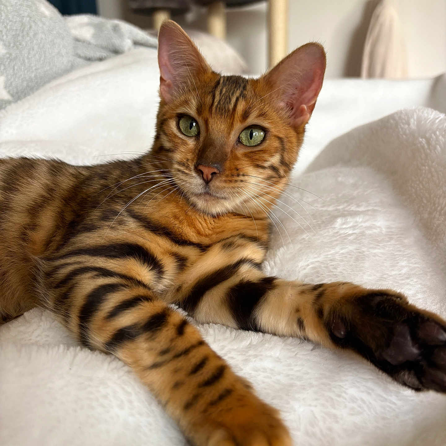Brooky