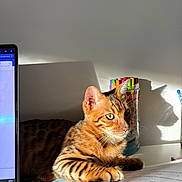 Brooky a rejoint le concours — aidez-le/la à gagner de superbes lots ! cat, bengal_cat, striped_fur, orange_fur, green_eyes, whiskers, ears, lying_down, sunlight, sunbeam, desk, papers, documents, markers, pen_holder, computer_monitor, indoor, workspace, shadow, portrait