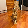 Brooky a rejoint le concours — aidez-le/la à gagner de superbes lots ! cat, bengal_cat, kitten, pet, animal, striped_fur, spotted_fur, wide_eyes, ears, whiskers, sitting, indoors, kitchen, hardwood_floor, wooden_cabinets, refrigerator, washing_machine, trash_bin, water_bottle, portrait