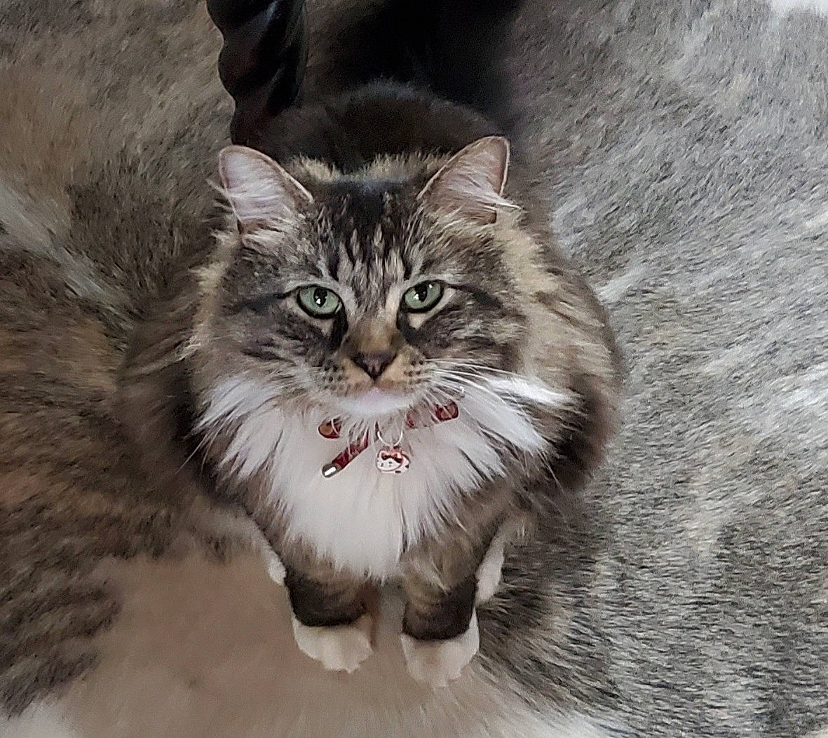 Grace is registered to the contest to win money with this photo: carnivore, cat, domestic_short_haired_cat, felidae, fur, grey, paw, photo_caption, plant, small_to_medium_sized_cats, snout, terrestrial_animal, whiskers, wildlife