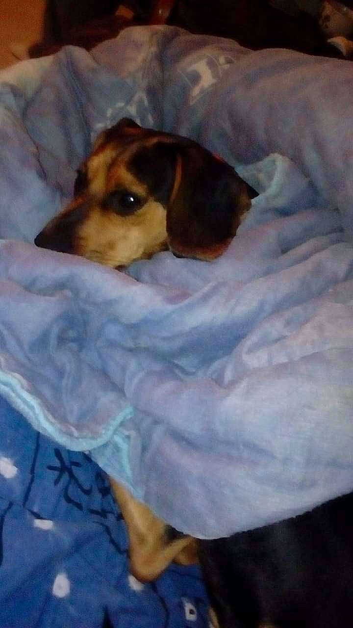 Maya a rejoint le concours — aidez-le/la à gagner de superbes lots ! american_foxhound, beagador, beagle, beaglier, canidae, carnivore, companion_dog, dog, dog_breed, finnish_hound, hamiltonstovare, harrier, mammal, pocket_beagle, puppy, rare_breed_dog, serbian_tricolour_hound, snout, treeing_walker_coonhound, vertebrate