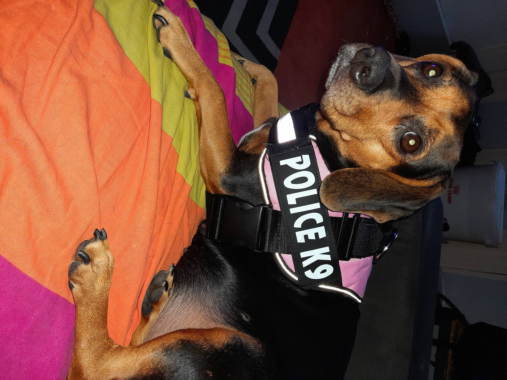 Malibu participe au concours pour gagner de l'argent avec cette photo : canidae, carnivore, collar, cool, dog, dog_breed, ear, fawn, mammal, miniature_pinscher, paw, pink, puppy, puppy_love, rottweiler, snout, sporting_group, vertebrate