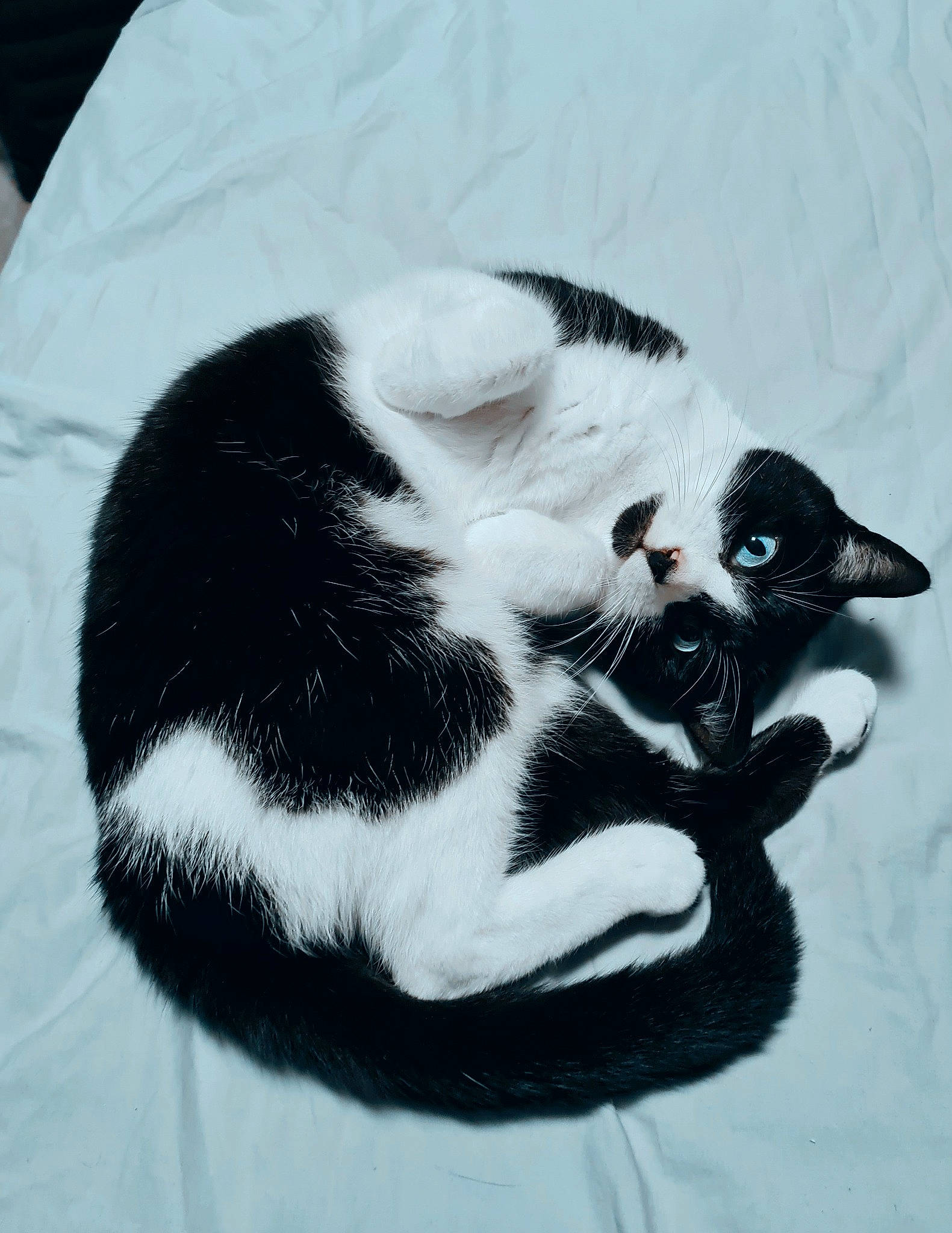 Cookie joined the competition — help win amazing prizes! carnivore, cat, claw, dog_breed, domestic_short_haired_cat, eye, felidae, foot, fur, head, human_body, leg, monochrome_photography, paw, small_to_medium_sized_cats, tail, terrestrial_animal, water, whiskers, window