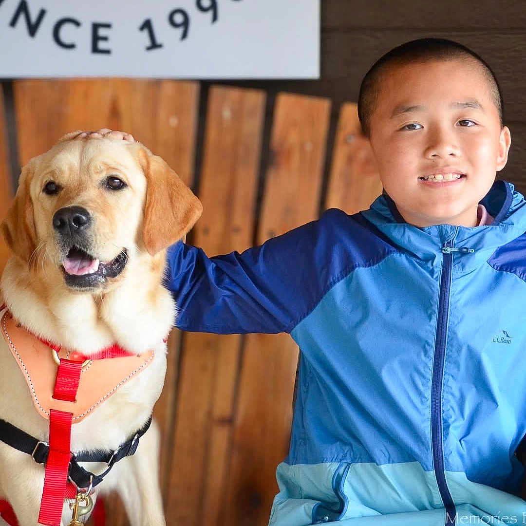 Nugget is registered to the contest to win money with this photo: animal, boy, canine, child, cute, dog, friendship, golden_retriever, happy, harness, human, indoor, jacket, leash, pet, portrait, seated, smiling, together, wooden_background