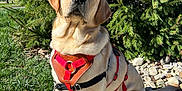 Nugget is registered to the contest to win money with this photo: animal, brown_fur, canine, collar, daytime, dog, friendly, golden_retriever, grass, greenery, harness, leash, nature, outdoor, park, pet, pine_tree, sitting, sunlight, tree