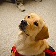 Nugget joined the competition — help win amazing prizes! animal, blurred_background, canine, closeup, companion, curious, cute, dog, domestic_animal, floor, golden_retriever, harness, indoor, labrador, looking_up, mammal, pet, puppy, red_harness, young_dog