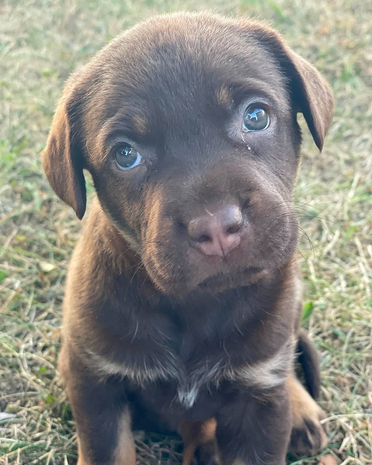 Hazel Grace is registered to the contest to win money with this photo: borador, canidae, carnivore, companion_dog, dog, dog_breed, fawn, fur, grass, gun_dog, hunting_dog, liver, snout, sporting_group, terrestrial_animal, whiskers, working_animal