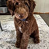 animal, brown, carpet, collar, curly_fur, cute, dog, domestic, floor, fluffy, furniture, house, indoor, looking_up, pet, puppy, room, rug, sitting, young