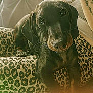 Cooper is registered to the contest to win money with this photo: dog, puppy, dachshund, black_and_tan, animal, pet, leopard_print, cushion, tattoo, person, indoor, cute, curious, close_up, portrait, furniture, cozy, looking_at_camera, whiskers, snout