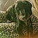 Cooper