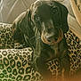 animal, black_and_tan, close_up, cozy, curious, cushion, cute, dachshund, dog, furniture, indoor, leopard_print, looking_at_camera, person, pet, portrait, puppy, snout, tattoo, whiskers