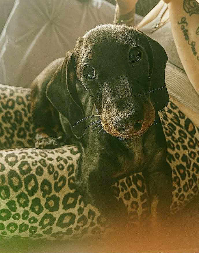 Cooper is registered to the contest to win money with this photo: dog, puppy, dachshund, black_and_tan, animal, pet, leopard_print, cushion, tattoo, person, indoor, cute, curious, close_up, portrait, furniture, cozy, looking_at_camera, whiskers, snout
