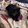 Princess is registered to the contest to win money with this photo: dog, black_dog, blanket, fluffy, pet, indoor, cozy, cushion, sofa, animal, cute, portrait, relaxed, home, fur, small_dog, laying, comfort, toy, background