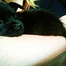 Princess is registered to the contest to win money with this photo: puppy, dog, sleeping, black_fur, arm, person, resting, cute, pet, animal, indoor, closeup, cozy, calm, fur, companion, friendship, relaxation, adorable, snuggle
