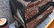 Princess is registered to the contest to win money with this photo: dog, pet_carrier, leopard_print, black_dog, small_dog, peeking, table, cup, straw, blue_countertop, indoor, mesh_window, zipper, animal, curious, pet_accessory, container, furry, face, closeup