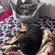 Princess joined the competition — help win amazing prizes! cat, bed, blanket, sleeping, feline, cozy, indoor, plush, crown_bed, tabby_cat, black_cat, towel, resting, pet, animal, fur, domestic_cat, home, relaxation, cute