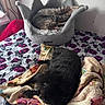 cat, bed, blanket, sleeping, feline, cozy, indoor, plush, crown_bed, tabby_cat, black_cat, towel, resting, pet, animal, fur, domestic_cat, home, relaxation, cute